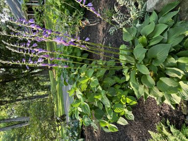 Devon Green Hosta Bareroot Plants, you choose amount!